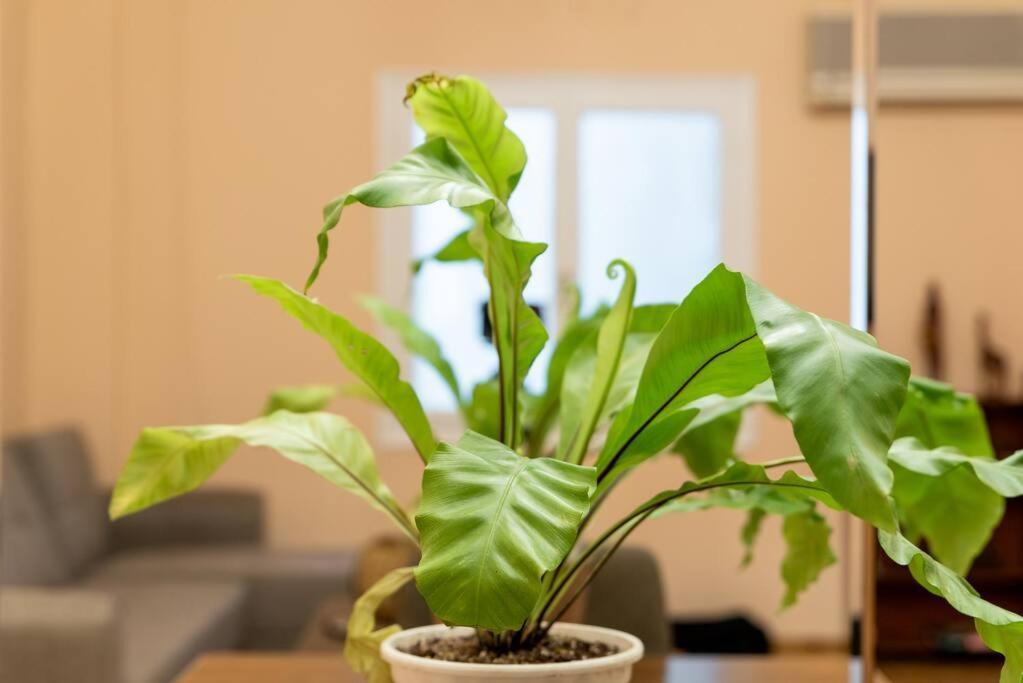 Modern African-Inspired Flat Apartment เอเธนส์ ภายนอก รูปภาพ